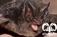 گونه خفاش گوش پهن اروپایی Western Barbastelle